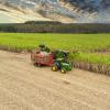 Aerial sugarcane field in Brazil. Tractor working, agribusiness