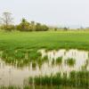 Rice fields in the north of Thailand. Rice crops in water. 