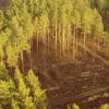 Luftbild der grünen Waldlandschaft mit Aufforstungszone.