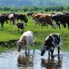 Cow and bull