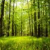 Woods