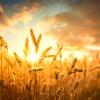 Wheat against sunset
