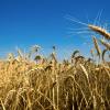 wheat field