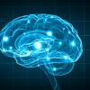 human brain