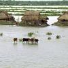 Flooded fields