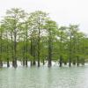 Cypress swamp growing out of water in mountain lake
