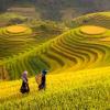Yellow rice fields in Northwest Vietnam