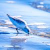 Spoon-billed Sandpiper