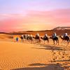 camels in the desert