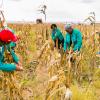 Workers on a field in South Africa