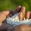 Hands holding grains of rice