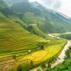 Rice fields