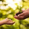 Close up of senior hands giving small plant to a child over defocused green background 