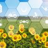 Sunflower field with superimposed images of agricultural technology