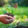 Child's hands holding tree with butterflies