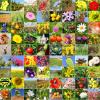 Colorful nature