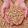 hand with natural wood pellet