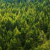 Pine tree forest