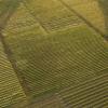 Aerial of crops