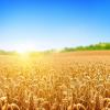 A field of yellow wheat against a blue sky