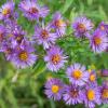 Purple Perennials New England Aster Flowers