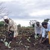 Ugandan women planting vegetable plants