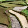 Green fields