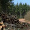 Logging in the forest