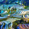 Rice terraces reflecting blue and red colors