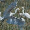 Great Egret taking flight in wetland