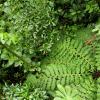An overhead view of the forest floor showing diverse plant life
