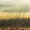 Sunrise on a misty boreal forest