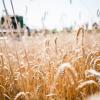 Wheat field