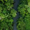 Amazon forest