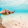 Hawaiian Green Sea Turtle