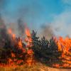 Wildfire