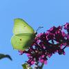 Brimstone butterfly on a purple flower against bright blue sky