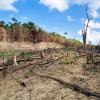 Deforestation in the Philippines