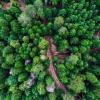 Aerial shot of a tropical forest with cut wood logs
