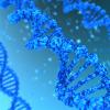 Genome