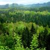 View over a dense forest