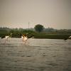 Flamingos taking off from Bhima river in Maharashtra state of India
