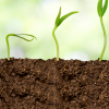 soil