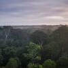AmazonFACE field site