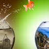 Fish life transition 2