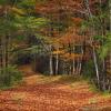 ForestNavigator