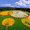 Flower clock in Geneva