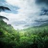 Tropical jungle