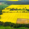Field with bioenergy crops in Brandenburg, Germany 