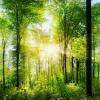 Forest panorama with sunlight shining through the trees